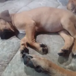 Boerboel puppy's