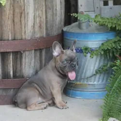 AKC French Buldogs