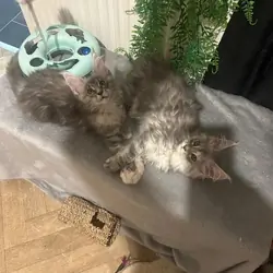 Maine coon babies