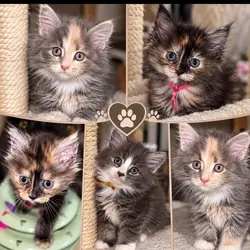 Full Main Coon kittens