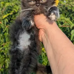 Male Persian Kitten
