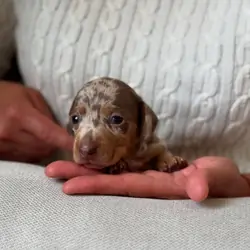Adorable Dachshund puppies.