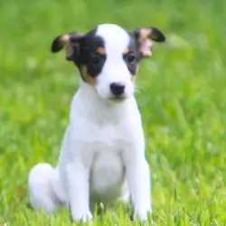 Jack Russell/Fox Terrier Pups