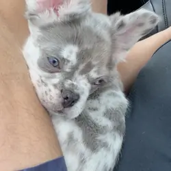 Blue Eyed Fluffy Merle Frenchie