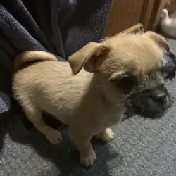 Chihuahua puppy