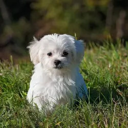 Two Teacup Maltese Puppies Needs a New Family