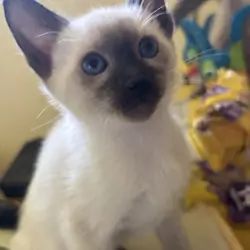 Siamese Chocolate Points