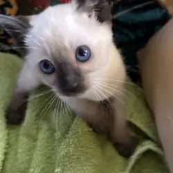 Harmony Grace Siamese Seal and Chocolate Points