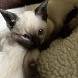 Harmony Grace Siamese Seal and Chocolate Points