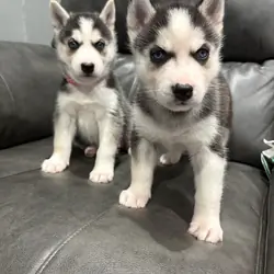 Siberian husky