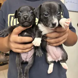 Apple head chihuahua puppies