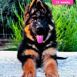 German Shepherd Long Coat