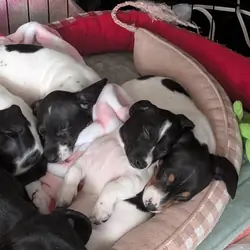Three male dachshunds
