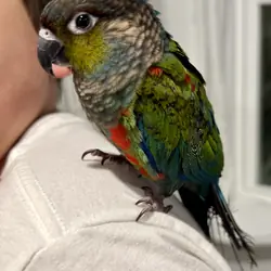 Crimson bellied conure