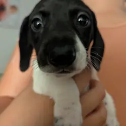 Mini Dachshunds