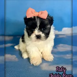 Ruby Female Teddy Bear