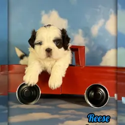 Reese Male ACA Shihtzu