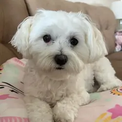 White Maltese puppies
