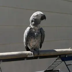 Female African Grey