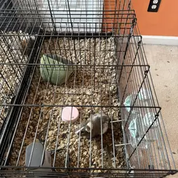 3 Guinea Pigs