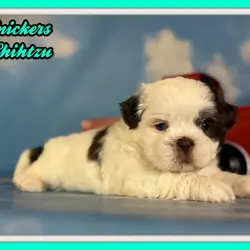 Snickers Male ACA Shihtzu