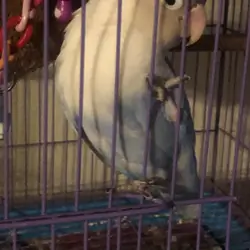 Lovebird