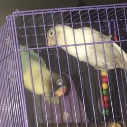 Lovebird pair
