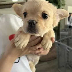 French bulldogs