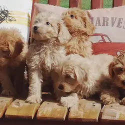 F1B Mini Goldendoodles