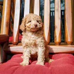 F1B Mini Goldendoodles