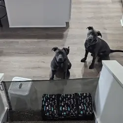 2 - 10 month old mix breed puppies