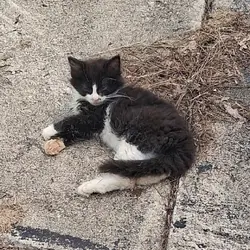 A Cute Little Kiten!!!