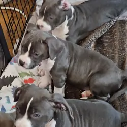 Staffordshire bull terrier puppies