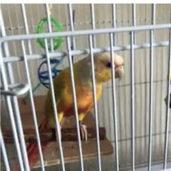 Red Factor Conure
