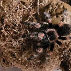 MEXICAN RED KNEE TARANTULA