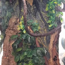 MALE CRESTED GECKO