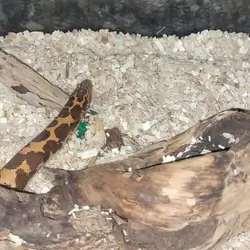 KENYAN SAND BOA
