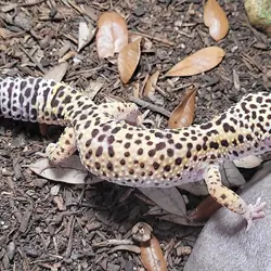 MALE LEOPARD GECKO