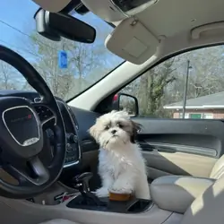 Shih Tzu