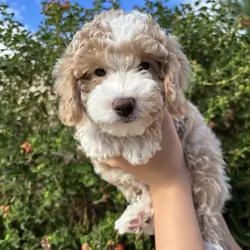 Mini Golden Aussie Doodle puppies