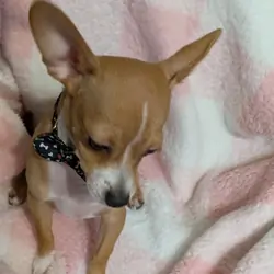 Teddy Chihuahua