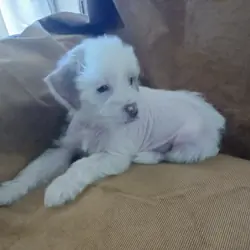 Chinese Crested Mix