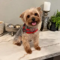 Yorkie