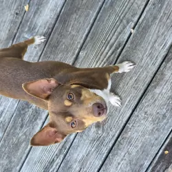Dog