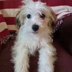Havanese Puppies