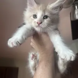 Purebred Maine Coon Male