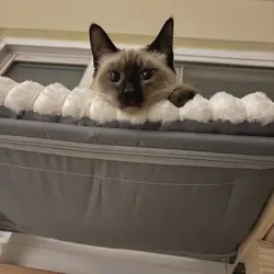 Rehoming 3 Siamese Adult Cats