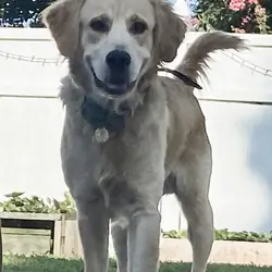Golden Retriever/Labrador “Goldador”