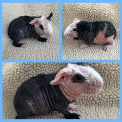 Werewolf Skinny Pig boars