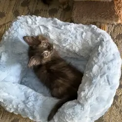 KITTEN